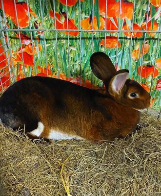Ein braunes Kaninchen auf Heu in einem Käfig mit einem Mohnblumenhintergrund.