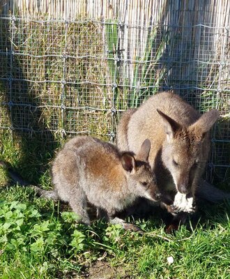 Zwei Wallabys, ein erwachsenes Tier und ein Jungtier, in einem Gehege des Webergütl