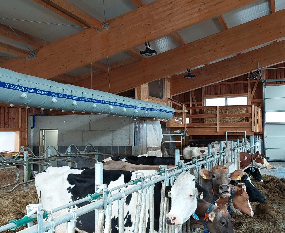 Der Kuhstall des Webergütl mit fressenden Kühen, Holzbalken und Belüftungssystem.
