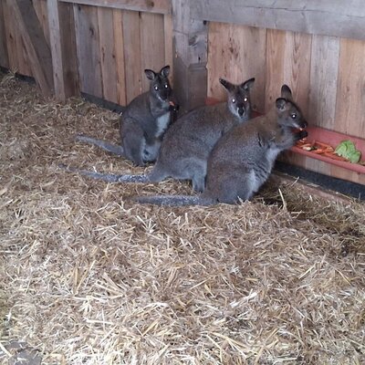 Drei Wallabys fressen aus einem Futtertrog im Gehege des Webergütl.