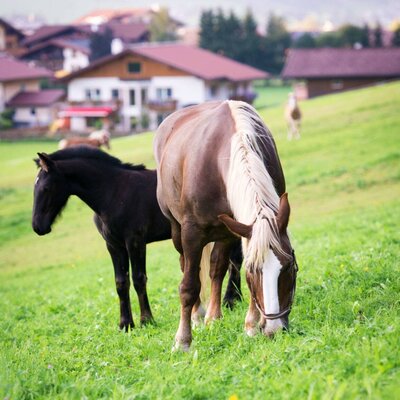 Pferde und Fohlen grasen auf der Wiese am Bauernhof.