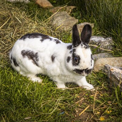 Unser Hase Hupsi