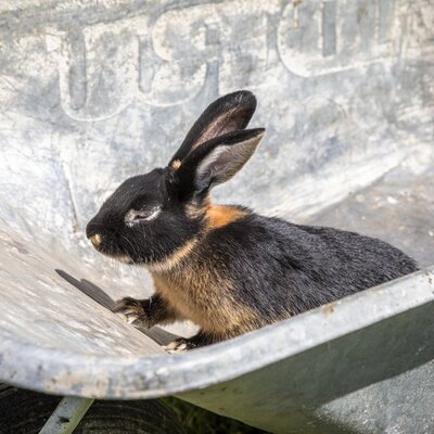 Ein schwarz-braunes Kaninchen sitzt in einer Schubkarre auf dem Bauernhof.
