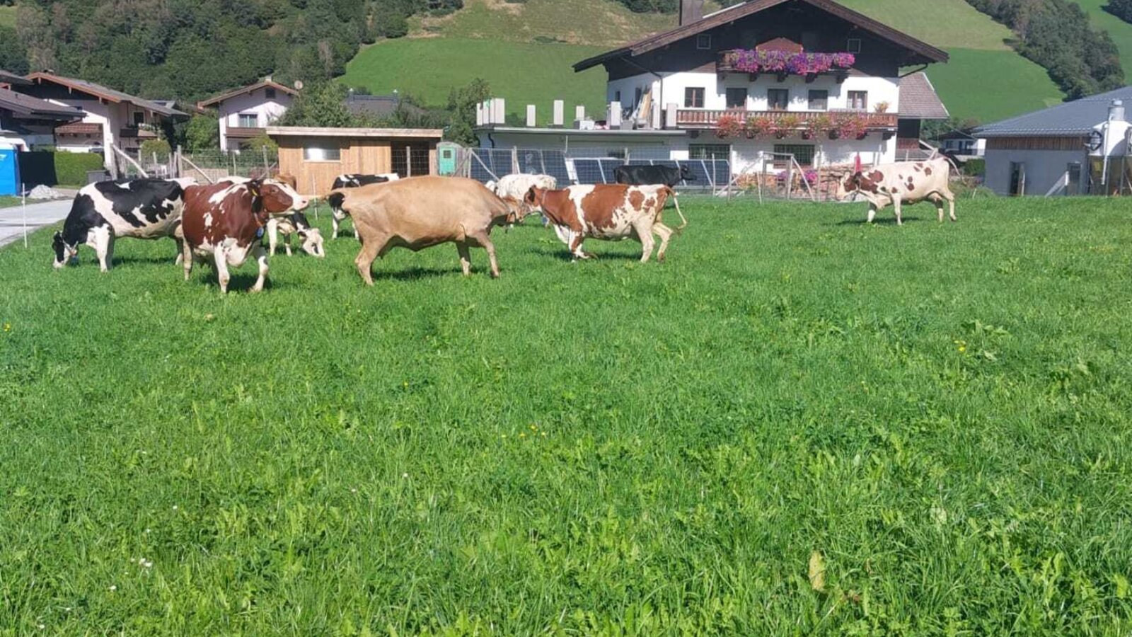 Kühe grasen auf der Wiese vor dem Bauernhof mit Bergblick.