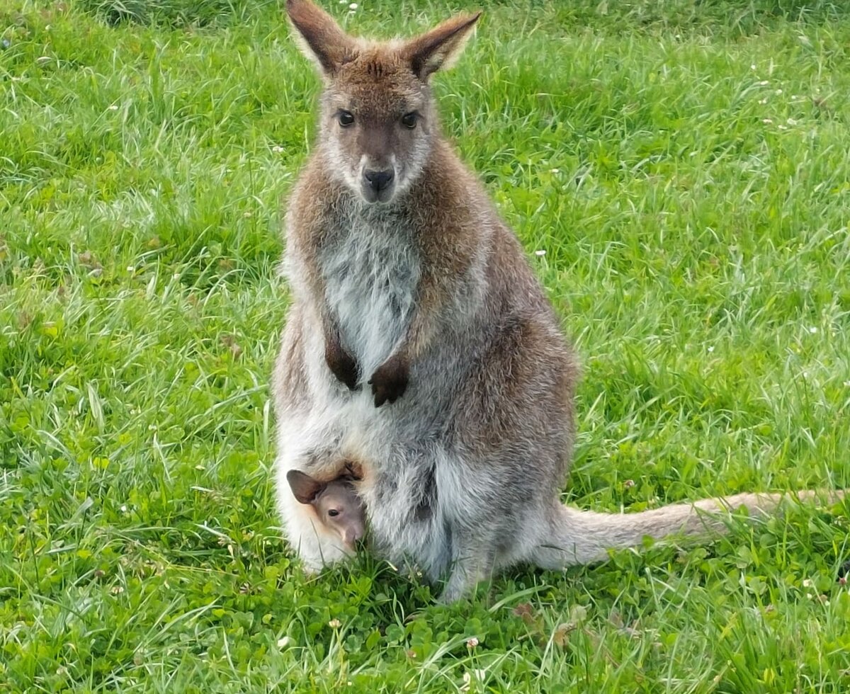 Wallaby mit Jungtier im Beutel auf der grünen Wiese des Webergütl