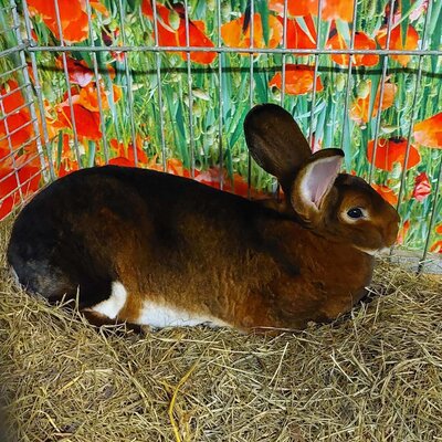 Ein braunes Kaninchen auf Heu in einem Käfig mit einem Mohnblumenhintergrund.