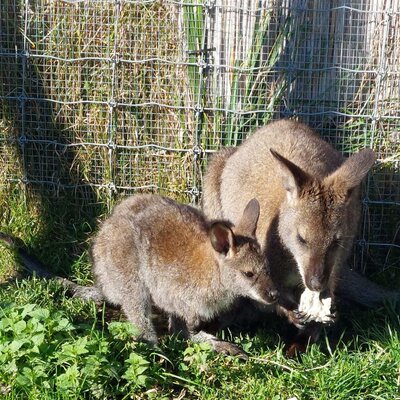 Zwei Wallabys, ein erwachsenes Tier und ein Jungtier, in einem Gehege des Webergütl