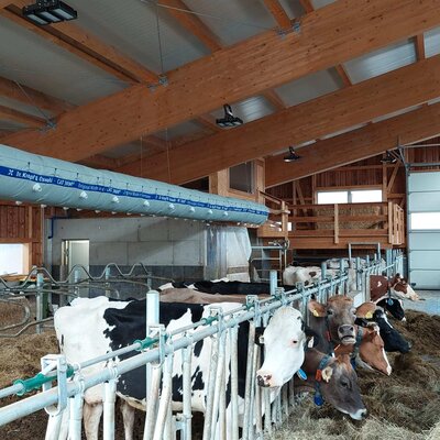 Der Kuhstall des Webergütl mit fressenden Kühen, Holzbalken und Belüftungssystem.