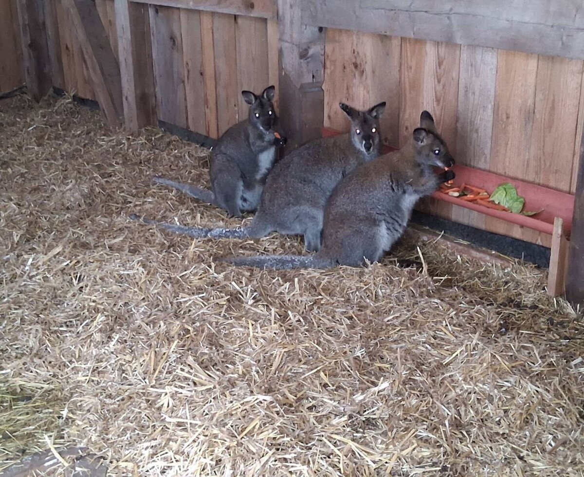 Drei Wallabys fressen aus einem Futtertrog im Gehege des Webergütl.