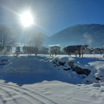 Winterfoto mit Kühe