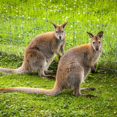 Zwei neugierige Kängurus auf der saftig grünen Wiese direkt an der Ferienwohnung.