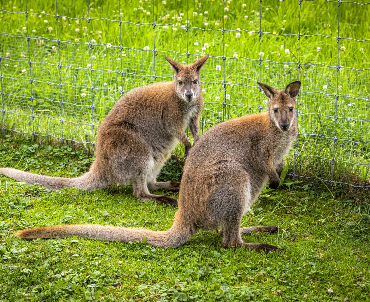 Zwei neugierige Kängurus auf der saftig grünen Wiese direkt an der Ferienwohnung.