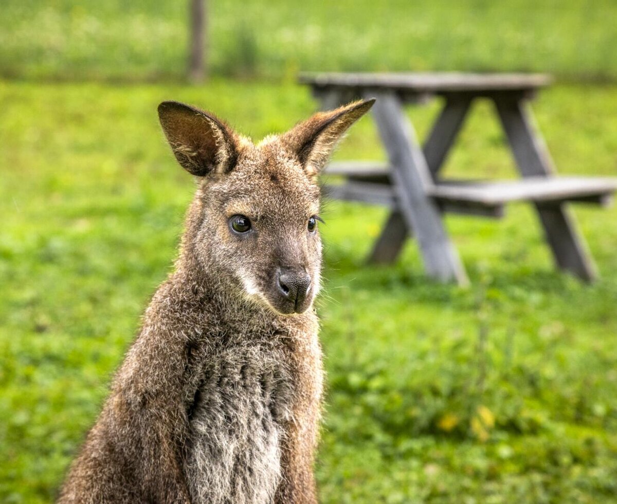 Ein neugieriges Känguru auf der grünen Wiese im Außenbereich der Ferienwohnung.