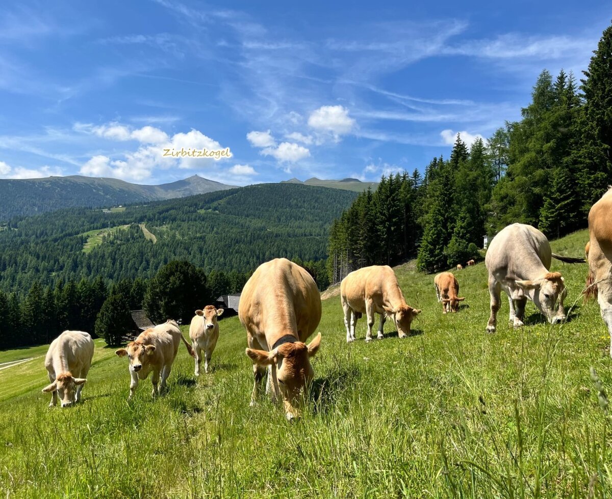 Unsere Kühe grasen auf der Almwiese mit Blick auf den Zirbitzkogel.