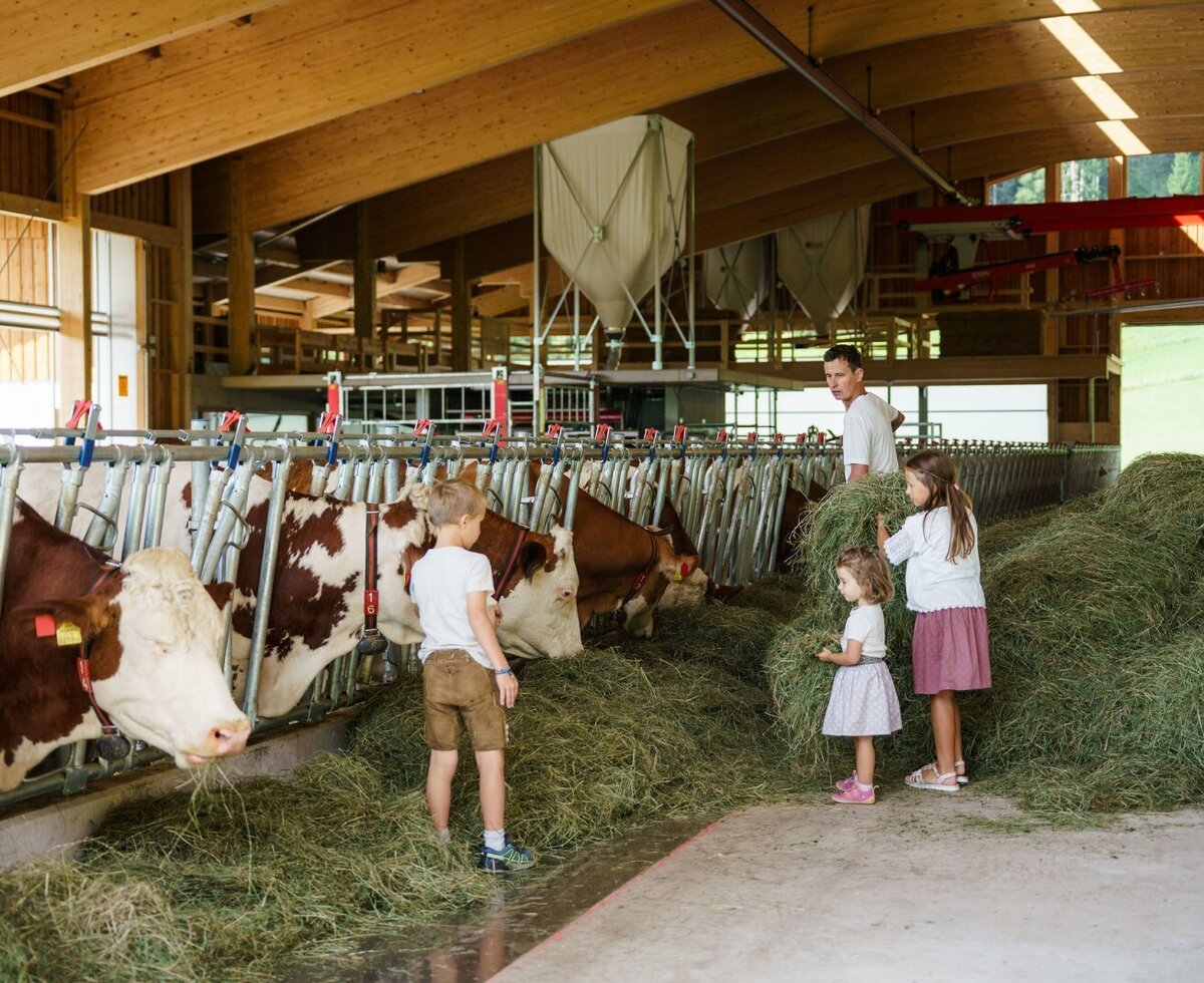 Die Kinder füttern mit Bauer Matthias die  Milchkühe im Stall des Almchalets.