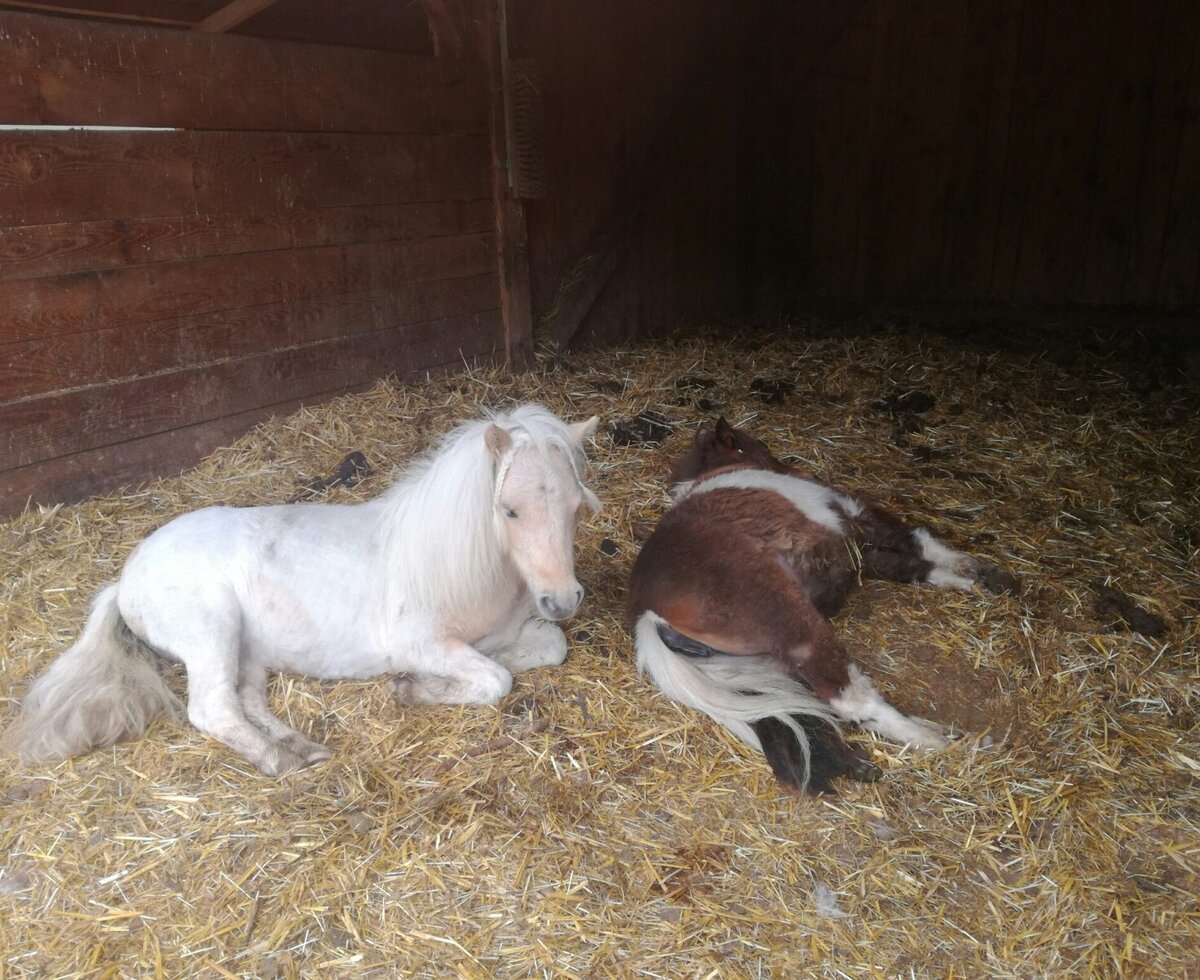 unsere Mini Ponys