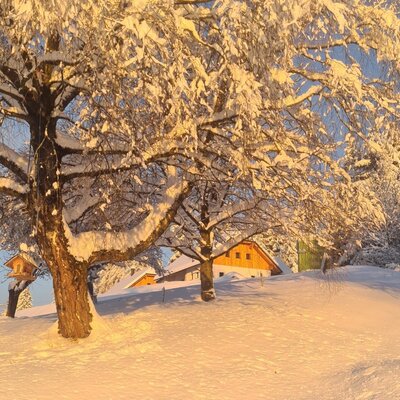 Der Hof im Winter, umgeben von schneebedeckten Bäumen und beleuchtet von der goldenen Wintersonne.