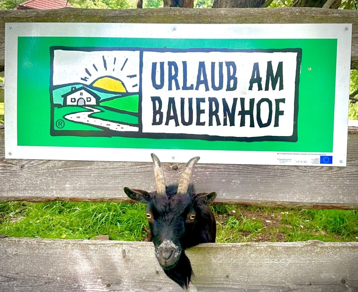 Ein neugieriges Zicklein blickt durch den Holzzaun unter dem einladenden "Urlaub am Bauernhof"-Schild des Bauernhofs.