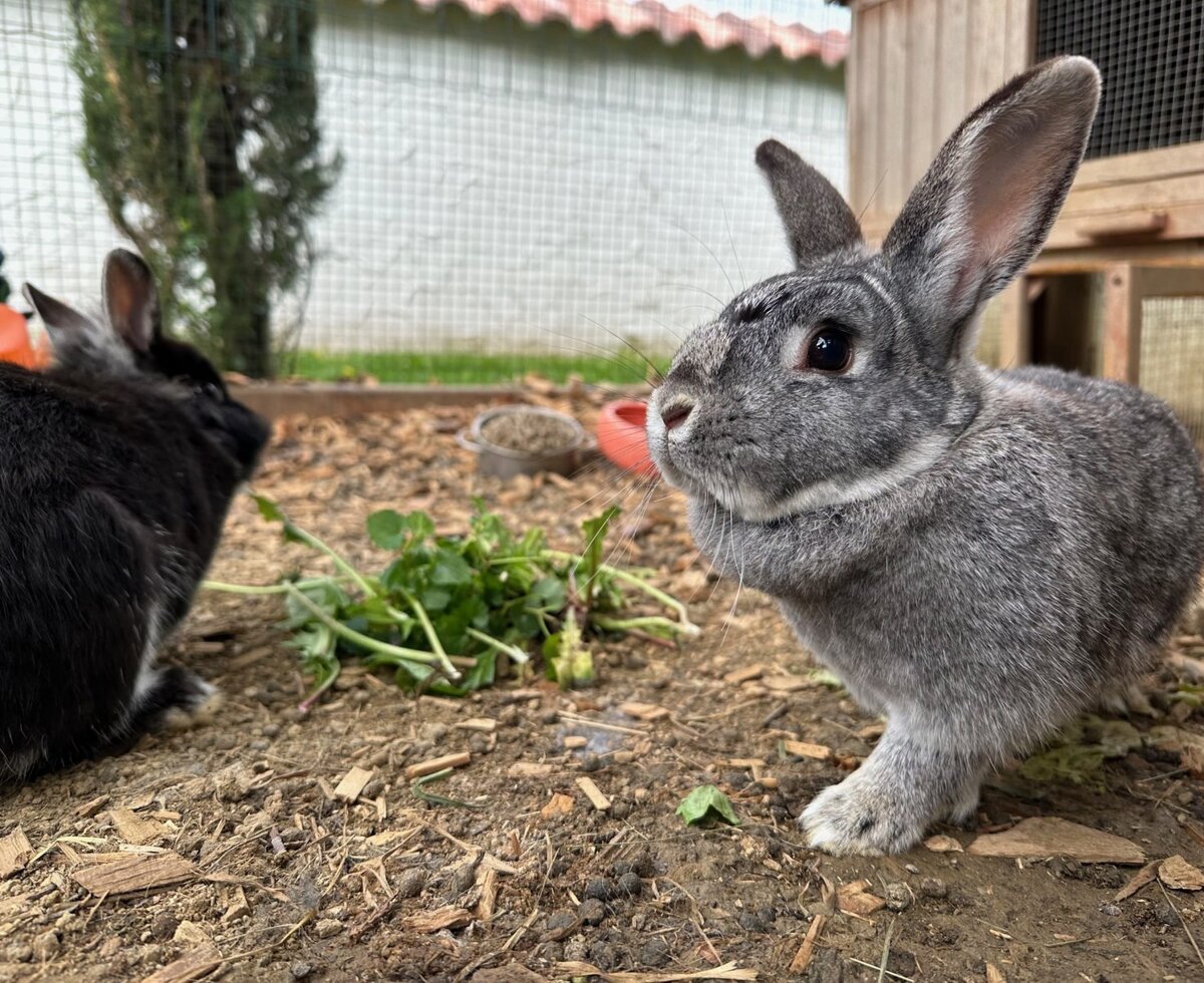 Zwei Kaninchen, ein graues und ein schwarzes, fressen Grünzeug auf dem Bauernhof.