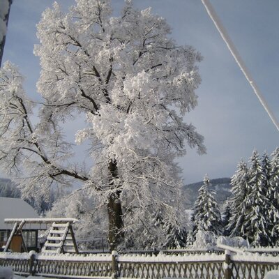 Linde teif verschneit