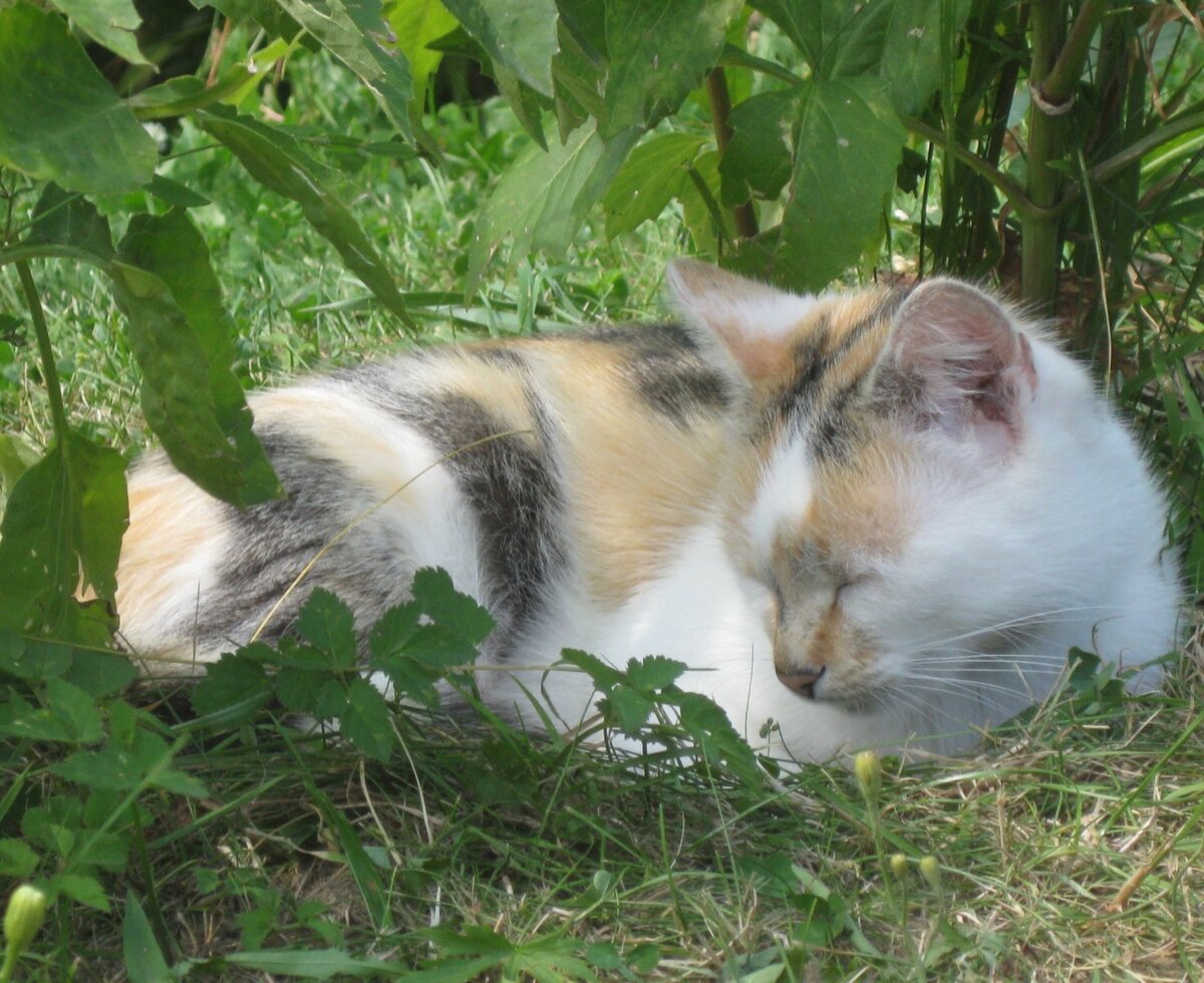 Katze