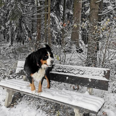 Ein Berner Sennenhund auf einer schneebedeckten Bank im verschneiten Wald in der Umgebung des Bauernhofs.