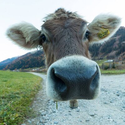 Unsere Kühe am Bauernhof