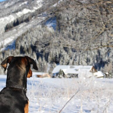 Ein Hund blickt auf die winterliche Landschaft rund um den Bauernhof mit verschneiten Bergen und Wiesen.