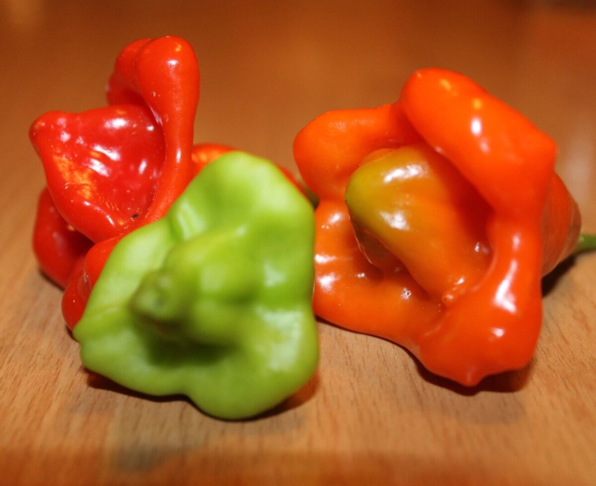 Paprika