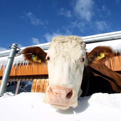 Wir Kühe dürfen auch im Winter raus !