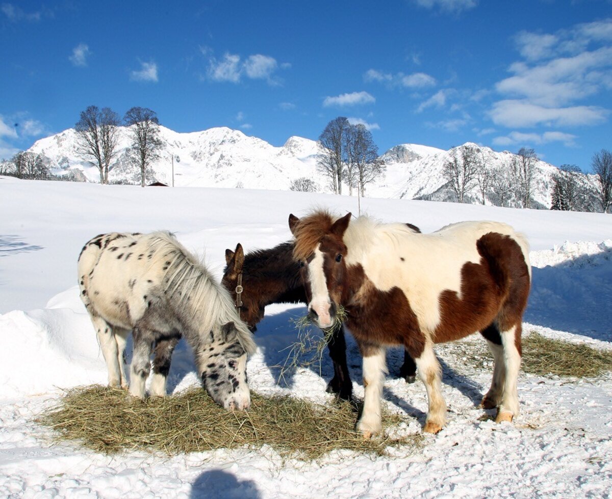 Ponies Bella und Snoopy mit Eseldame Dorli