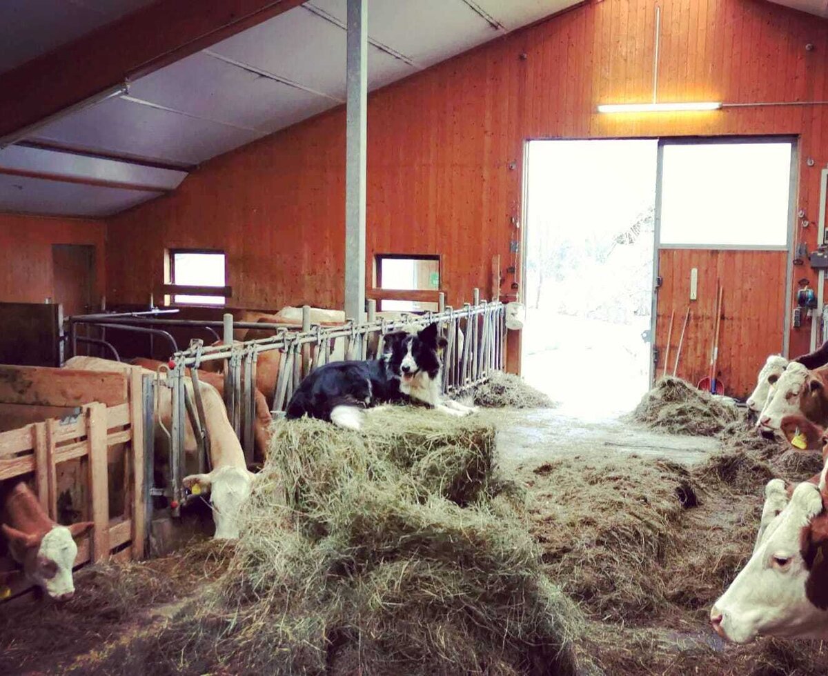 Stallzeit