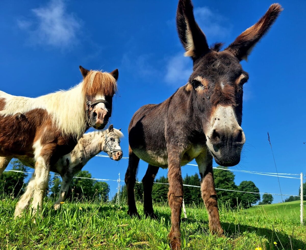 Ein neugieriger Esel und zwei Ponys auf den grünen Wiesen des Bauernhofs unter blauem Himmel.
