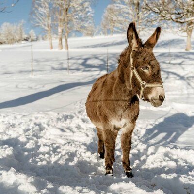 Ein freundlicher Esel auf den verschneiten Wiesen des Bauernhofs an einem sonnigen Wintertag.