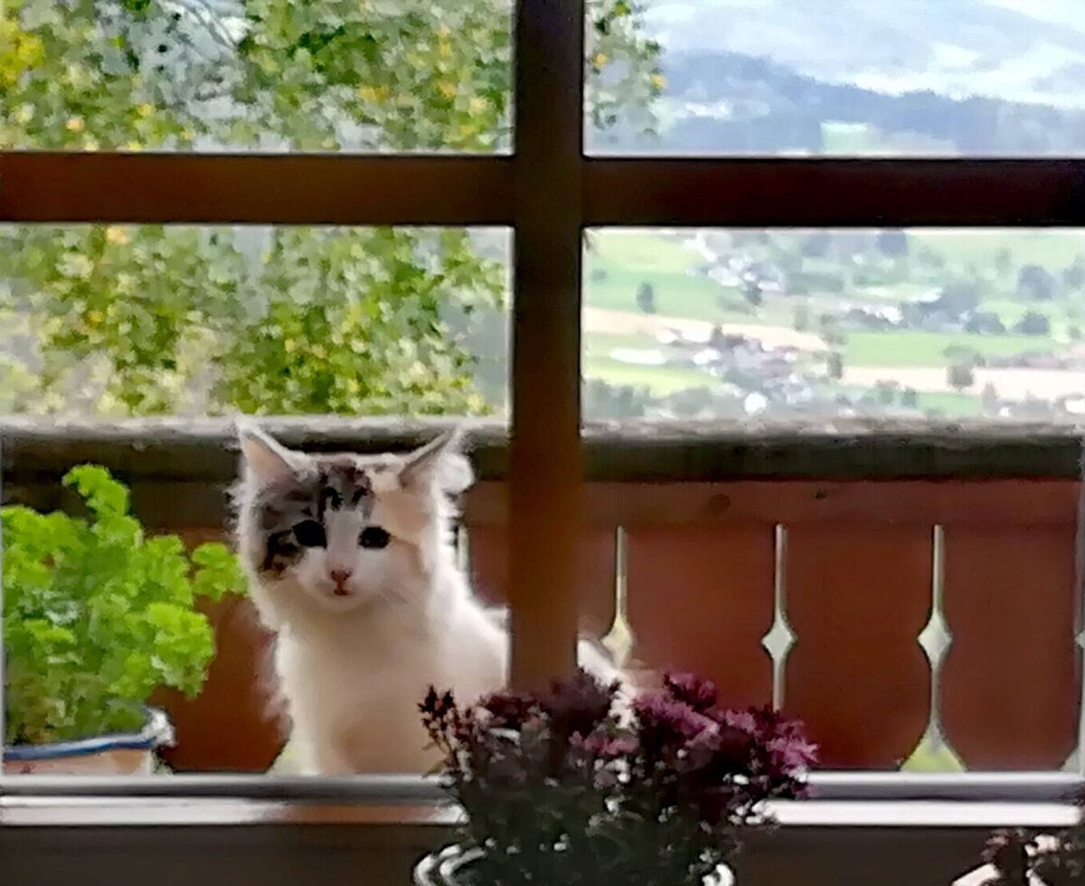 Eine Katze auf dem Balkon einer Ferienwohnung des Bauernhofs mit Ausblick auf die grüne Landschaft.