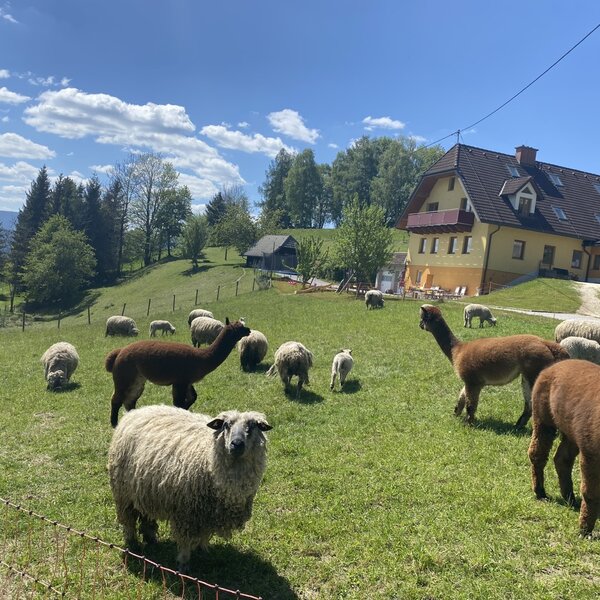 Alpakas und Schafe auf der Weide des Bauernhofs, mit dem gelben Bauernhaus im Hintergrund.