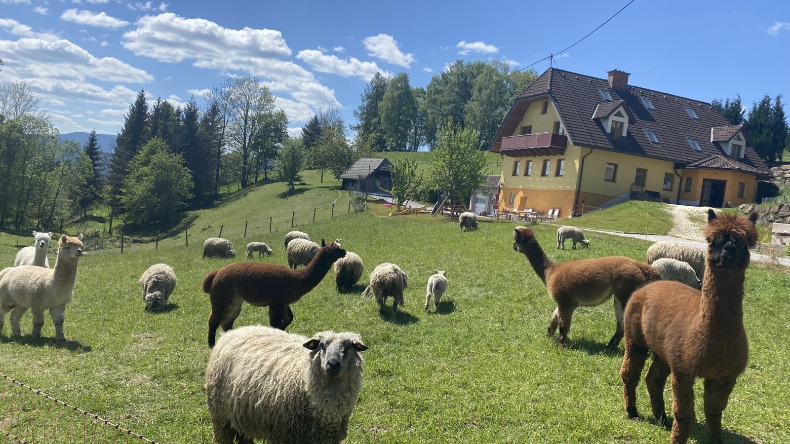 Alpakas und Schafe auf der Weide des Bauernhofs, mit dem gelben Bauernhaus im Hintergrund.