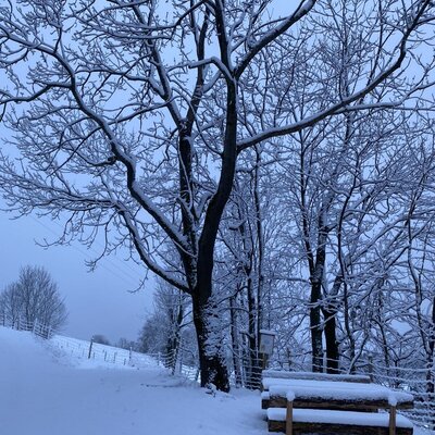 Der verschneite Außenbereich des Bauernhofs mit Bäumen und einer Holzbank.