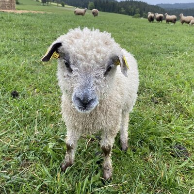 Ein Schaf mit Ohrmarken auf der Weide des Bauernhofs, mit weiteren Schafen und Hügeln im Hintergrund.