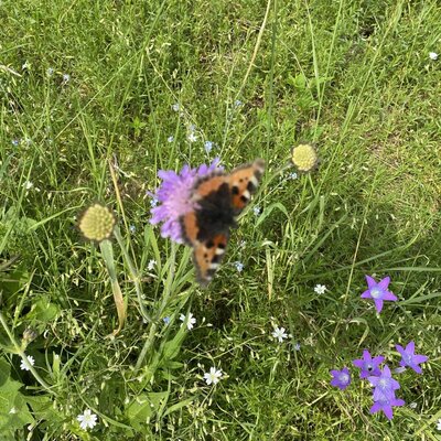 Ein Schmetterling auf einer Wiesenblume in der Natur rund um den Bauernhof.