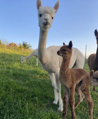Alpakas auf dem Bauernhof, darunter ein weißes erwachsenes Tier und ein braunes Jungtier, auf einer grünen Wiese.