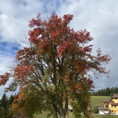 Herbstlicher Baum mit bunten Blättern vor dem Bauernhof.