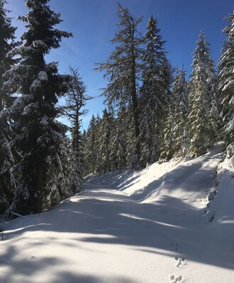 Ab in den Schnee