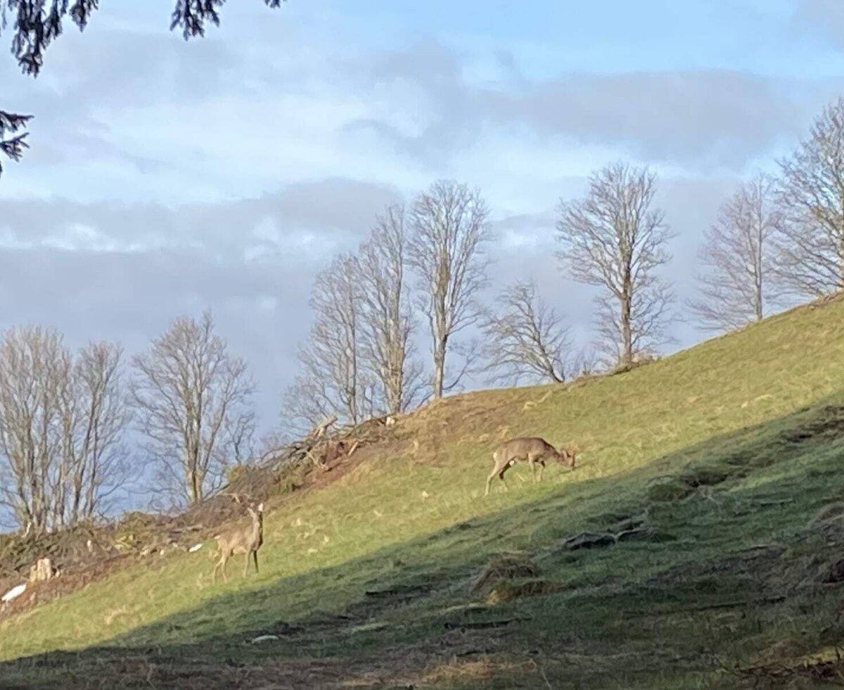 Rehe
