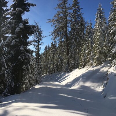 Ab in den Schnee
