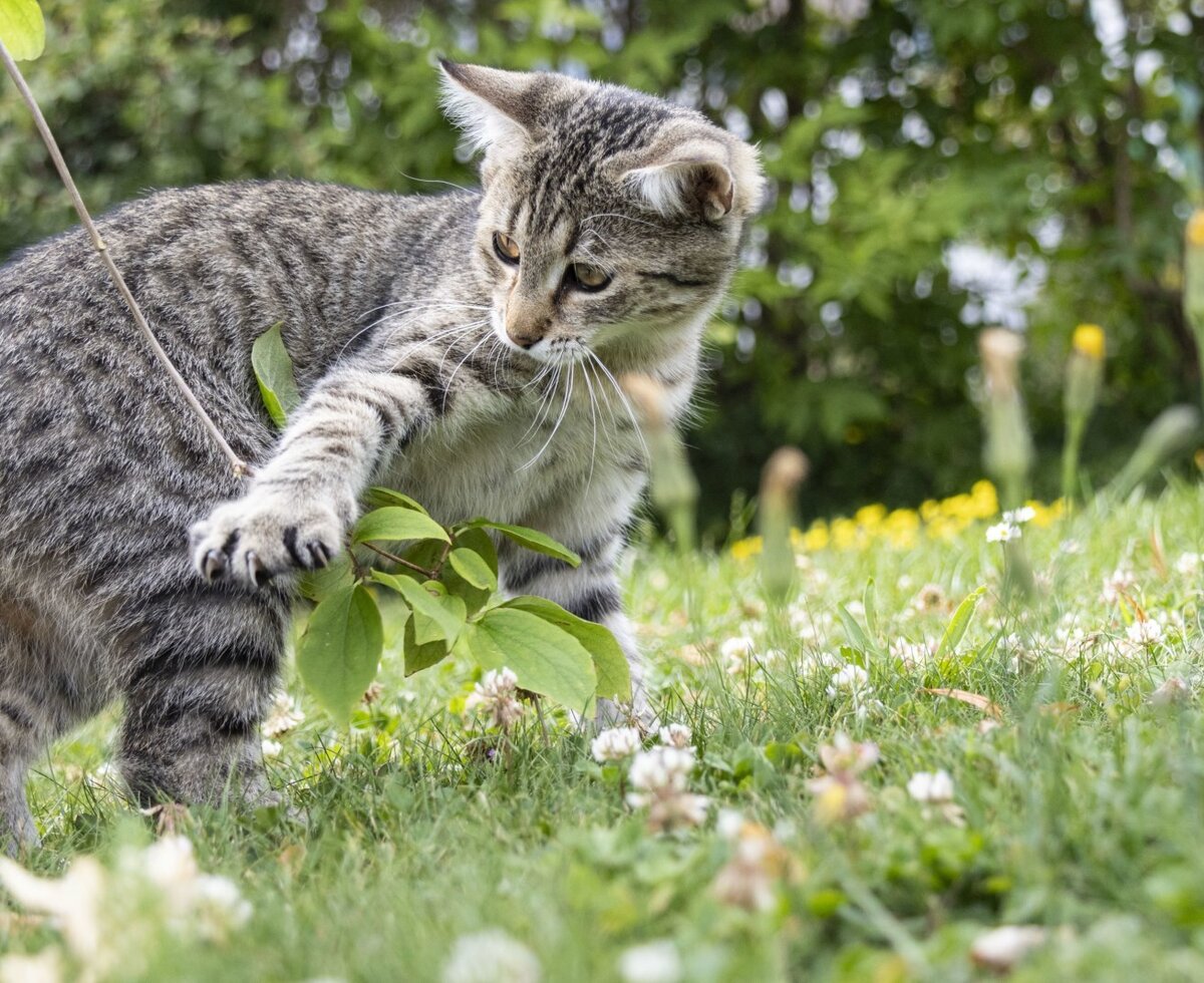 Unsere Hofkatze