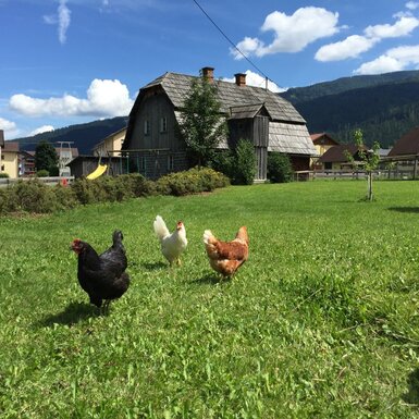 Der Garten des Bauernhofs mit freilaufenden Hühnern, einer Spielwiese für Kinder und dem traditionellen Bauernhaus im Hintergrund.