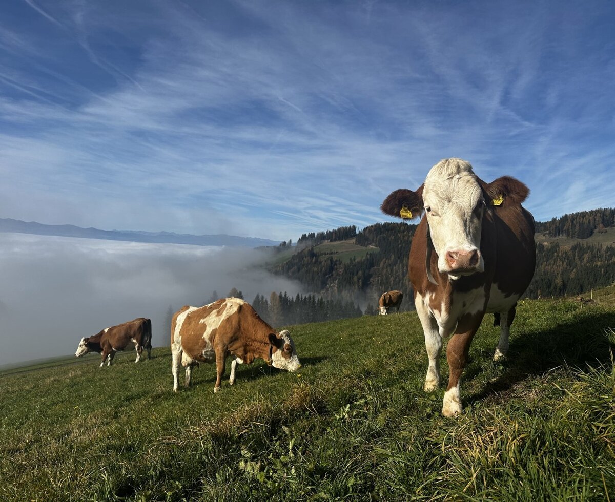 Milchkühe am Nebelmeer