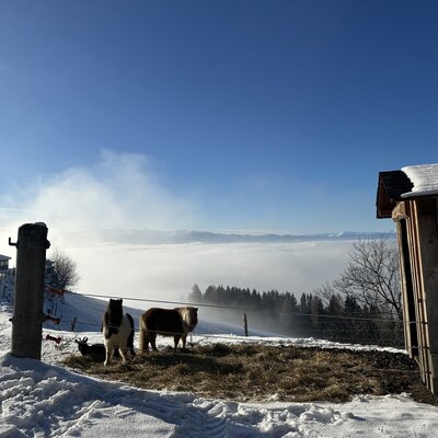 Jasmin, Wendy und Romi im Wintergehege unter der Burgerlhütte