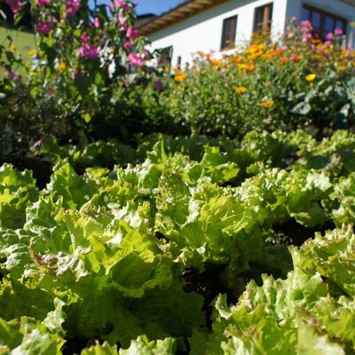 Der Gemüsegarten des Bauernhofs mit Salat, Blumen und dem Hauptgebäude im Hintergrund.